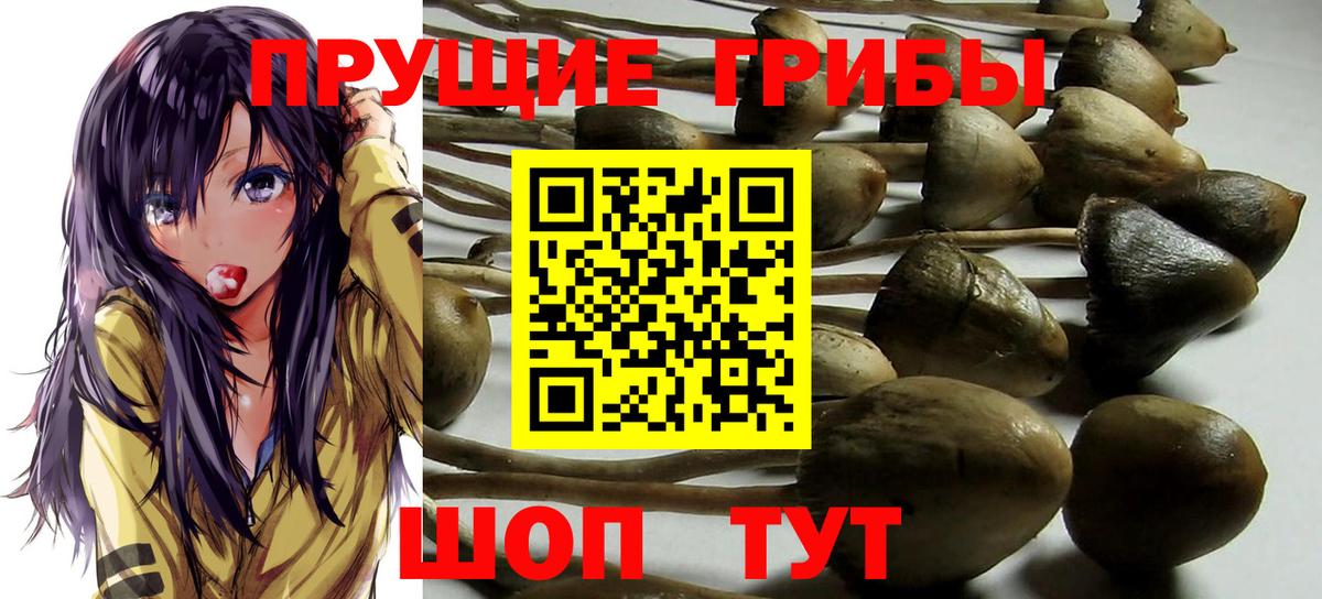 Псилоцибиновые грибы GOLDEN TEACHER Люберцы